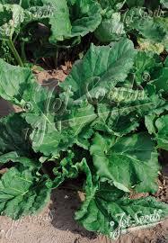 Attēlu rezultāti vaicājumam “Rheum rhabarbarum”