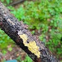 Attēlu rezultāti vaicājumam “Melanospora lagenaria”