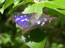 Attēlu rezultāti vaicājumam “Apatura iris male”