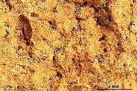 Attēlu rezultāti vaicājumam “Arthonia leucopellaea”