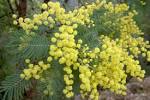 NOMBRE CIENTÍFICO: <b>Acacia</b>