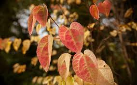 Attēlu rezultāti vaicājumam “Cercidiphyllum japonicum”