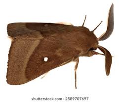 Attēlu rezultāti vaicājumam “Lasiocampa trifolii male”