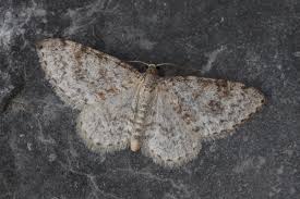 Attēlu rezultāti vaicājumam “Hydrelia sylvata”