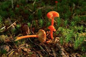 Attēlu rezultāti vaicājumam “Hygrocybe cantharellus”