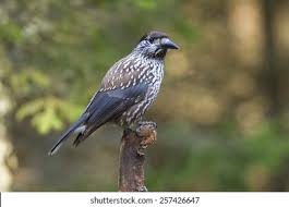 Attēlu rezultāti vaicājumam “Nucifraga caryocatactes”