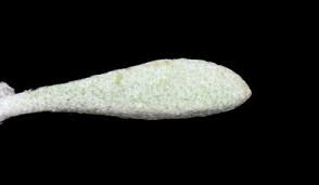 Image result for Alyssum diffusum