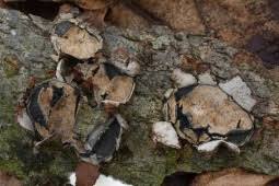 Attēlu rezultāti vaicājumam “Biscogniauxia granmoi”