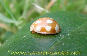 Attēlu rezultāti vaicājumam “Calvia decemguttata larva”