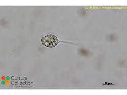 Attēlu rezultāti vaicājumam “Microstoma protracta”