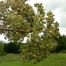 Image result for Angelica archangelica