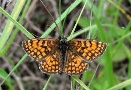 Attēlu rezultāti vaicājumam “Mellicta athalia underside”