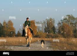 Image result for Abinger Forest Riding Club