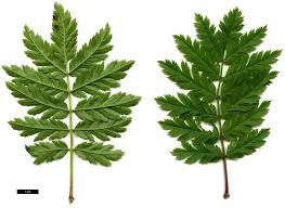 Attēlu rezultāti vaicājumam “Sorbus aucuparia leaf”