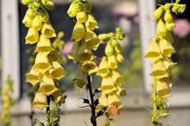 Image result for Digitalis grandiflora