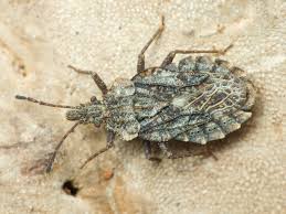 Attēlu rezultāti vaicājumam “Aradus betulae”