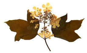 Attēlu rezultāti vaicājumam “Viburnum opulus leaf”