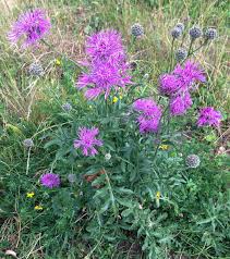Attēlu rezultāti vaicājumam “Centaurea scabiosa leaf”