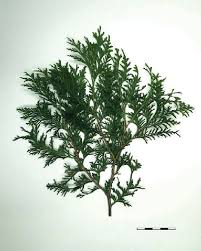 Attēlu rezultāti vaicājumam “Thuja occidentalis leaf”