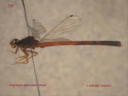 Attēlu rezultāti vaicājumam “Coenagrionidae”