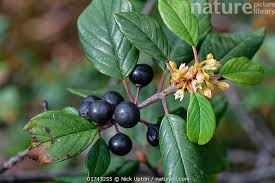 Attēlu rezultāti vaicājumam “Frangula alnus flower”