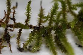 Attēlu rezultāti vaicājumam “Antitrichia curtipendula macro”