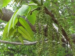 Attēlu rezultāti vaicājumam “Juglans mandshurica male flower”