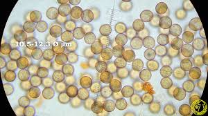 Attēlu rezultāti vaicājumam “Physarum oblatum”