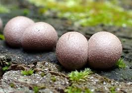 Attēlu rezultāti vaicājumam “Physarum auriscalpium macro”