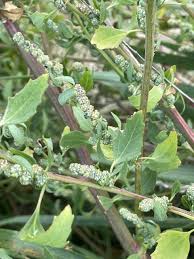 Attēlu rezultāti vaicājumam “Chenopodium album leaf”