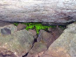 Attēlu rezultāti vaicājumam “Schistostega pennata”