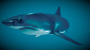 Image result for Carcharodon carcharias