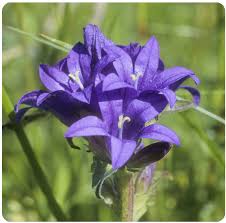 Attēlu rezultāti vaicājumam “Campanula glomerata bud”
