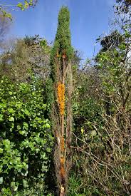 Attēlu rezultāti vaicājumam “Gymnosporangium sp.”