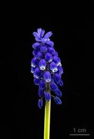 Attēlu rezultāti vaicājumam “Muscari armeniacum flower”