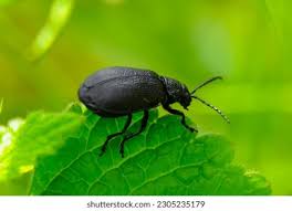 Attēlu rezultāti vaicājumam “Galeruca tanaceti”