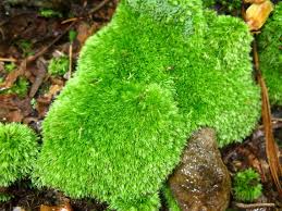 Attēlu rezultāti vaicājumam “Leucobryum glaucum”