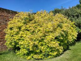 Attēlu rezultāti vaicājumam “Philadelphus coronarius”
