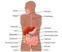 Gastroenterology :: Internal Medicine Division of Gastroenterology ...