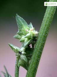 Attēlu rezultāti vaicājumam “Atriplex littoralis fruit”