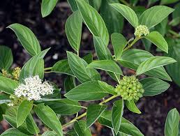 Attēlu rezultāti vaicājumam “Sclerophora farinacea”