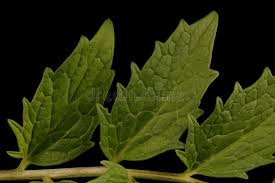 Attēlu rezultāti vaicājumam “Valeriana officinalis leaf”