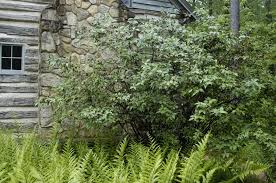 Attēlu rezultāti vaicājumam “Calycanthus floridus”