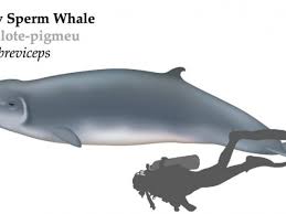 Image result for Kogia breviceps