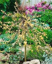 Attēlu rezultāti vaicājumam “Salix repens subsp. rosmarinifolia flower”