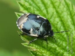 Attēlu rezultāti vaicājumam “Tritomegas bicolor imago”