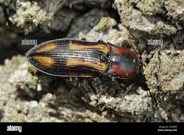 Attēlu rezultāti vaicājumam “Selatosomus cruciatus”