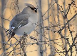 Attēlu rezultāti vaicājumam “Bombycilla garrulus adult”