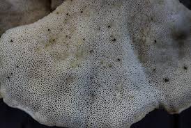 Attēlu rezultāti vaicājumam “Antrodiella semisupina”