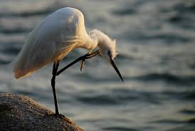 Image result for Egretta garzetta